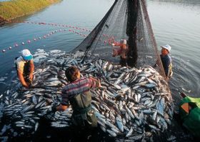 周報(bào)：2018年第43周(10月)中國(guó)魚粉市場(chǎng)分析